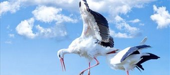 PlasticStork, un proxecto sobre cegoñas e plásticos